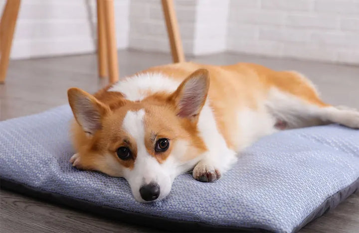 Summer Cooling Pet Dog Mat