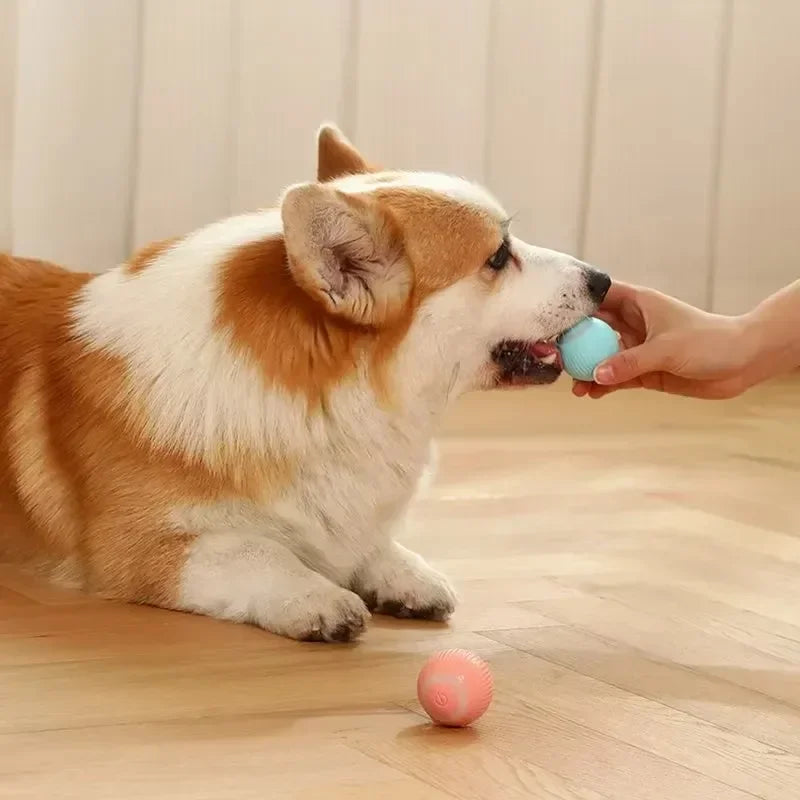 Pet Smart Rolling Toy