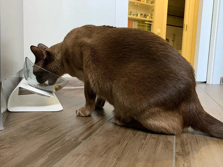Double Cat and Dog Bowl